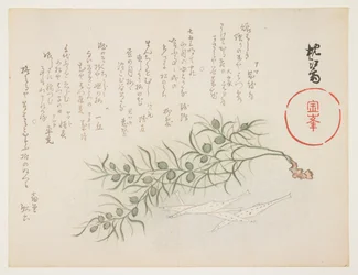 Small white fish and water-weed